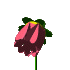 pinkflower1.gif (5645 bytes)