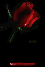 bleedingrosebg